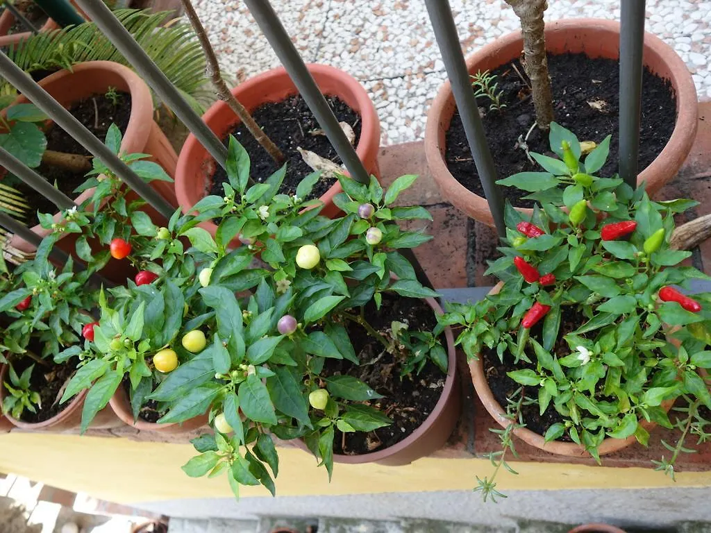 טאורמינה B&B Giulia לינה וארוחת בוקר